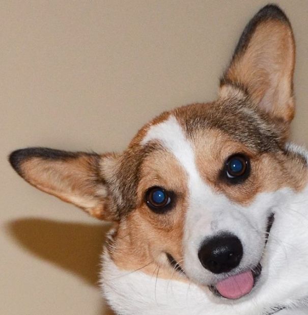Famous Internet Corgis