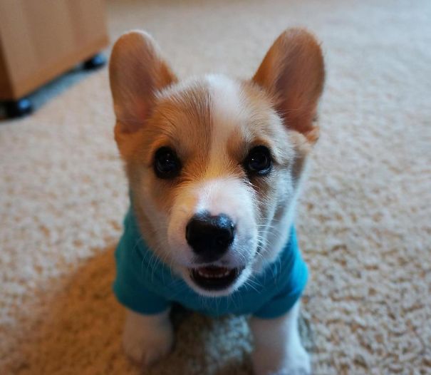 Famous Internet Corgis