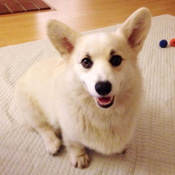 Famous Internet Corgis