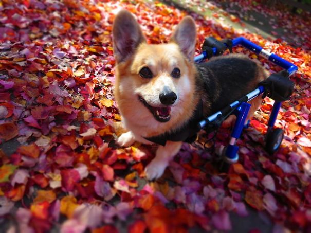 Famous Internet Corgis