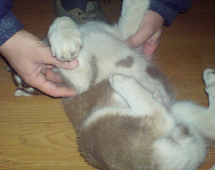Mare Pannonium Filigran Dream (siberian Husky). Born 2008.
