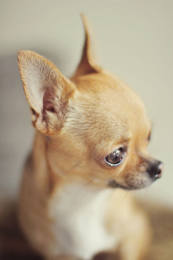 Meet Chloe: My Adorable Mini Chihuahua Meet Chloe: My Adorable Mini Chihuahua