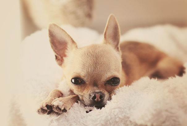 Meet Chloe: My Adorable Mini Chihuahua