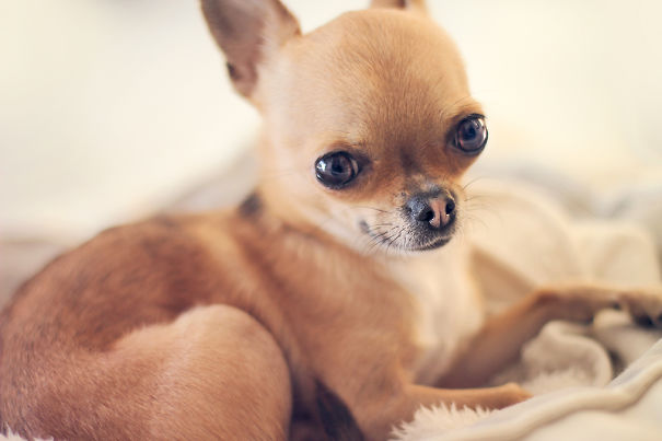 Meet Chloe: My Adorable Mini Chihuahua Meet Chloe: My Adorable Mini Chihuahua