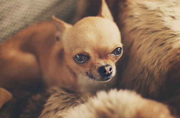 Meet Chloe: My Adorable Mini Chihuahua Meet Chloe: My Adorable Mini Chihuahua