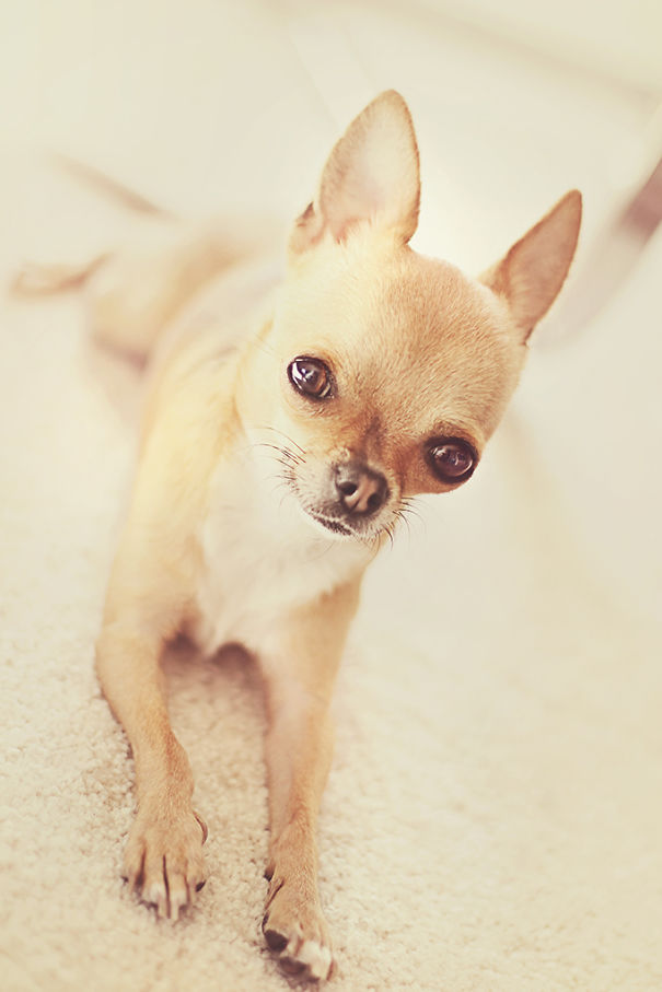 Meet Chloe: My Adorable Mini Chihuahua Meet Chloe: My Adorable Mini Chihuahua