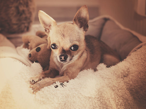 Meet Chloe: My Adorable Mini Chihuahua