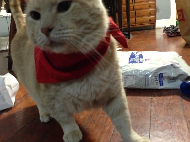 Deputy Snuggle-up-a-gus "gus", The Very Dapper Cat