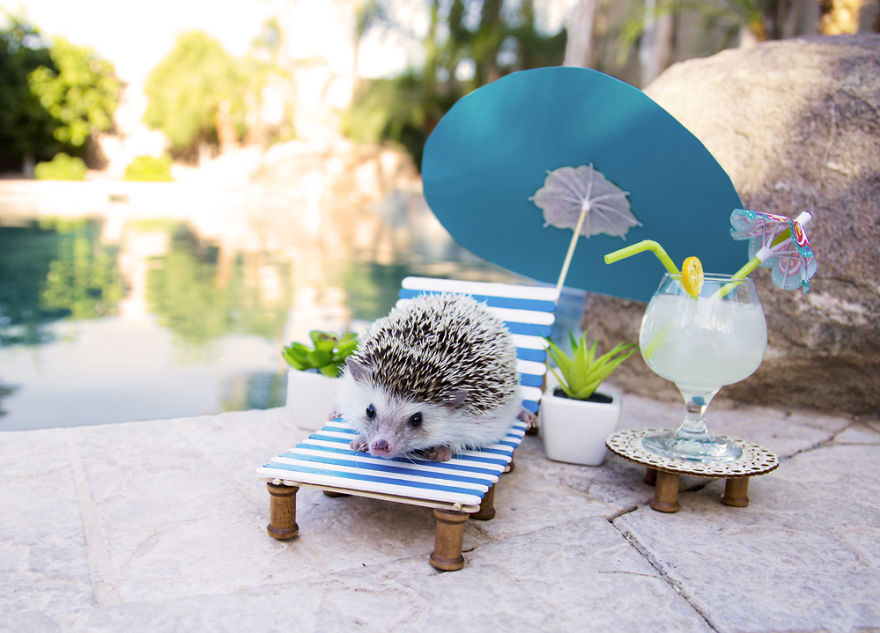 The Adventures Of Humphrey J Hedgehog The Adventures Of Humphrey J Hedgehog