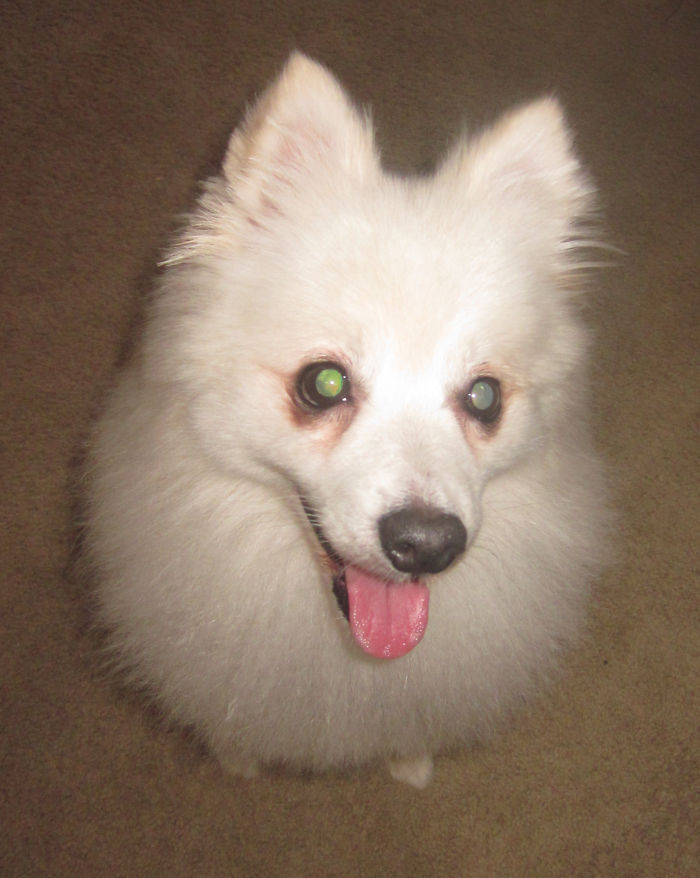 He's So Fluffy! This Is After His Monthly Hair Cut...