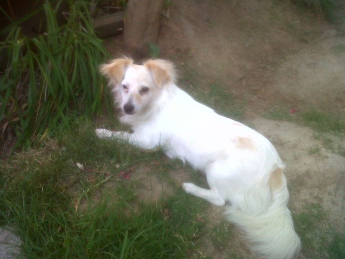 Maltese And Jack Russel