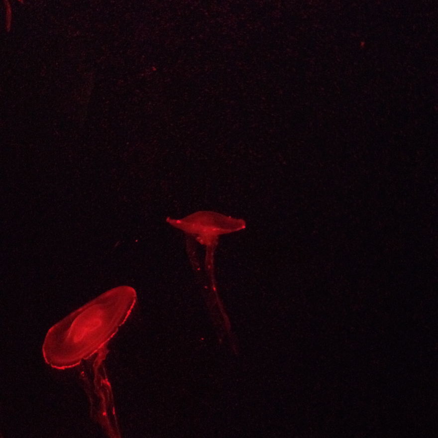 Red Jelly