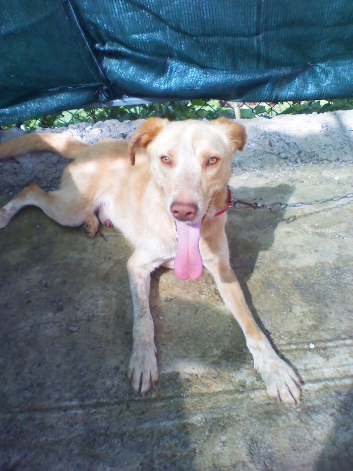 Stray Dog In Madeira,portugal