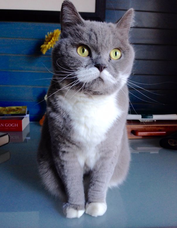 Lemongrass - Or The Come Back Of The Aristocats