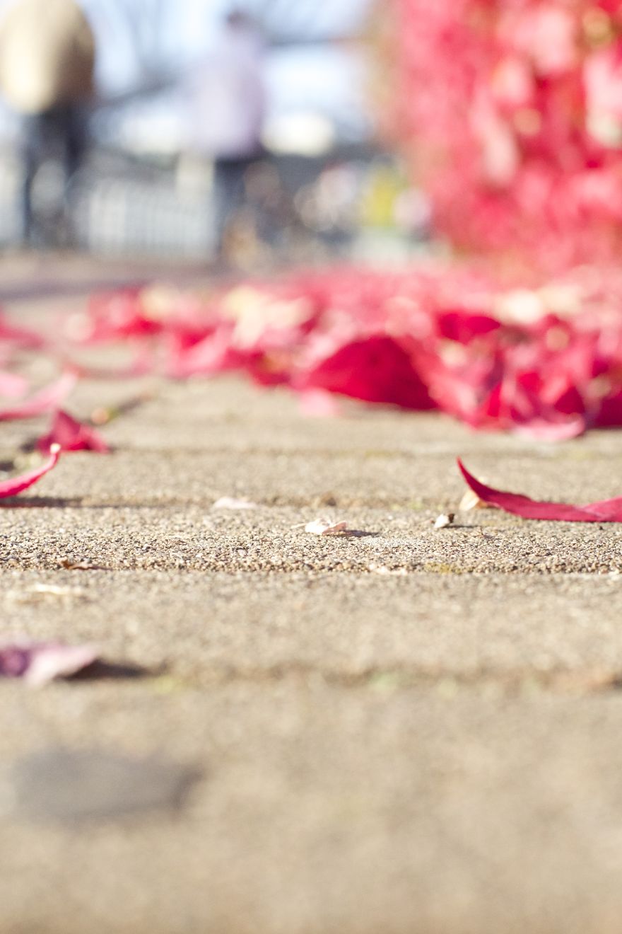 What The Concrete Saw: Red Leaves, Vancouver Canada