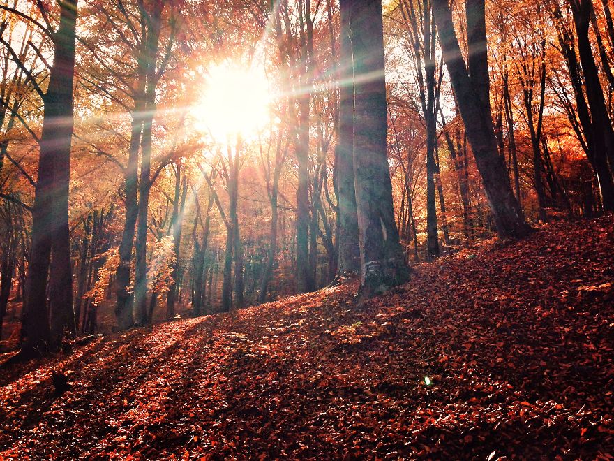 Autumn In The Forest - Șuncuiuș, Bihor.