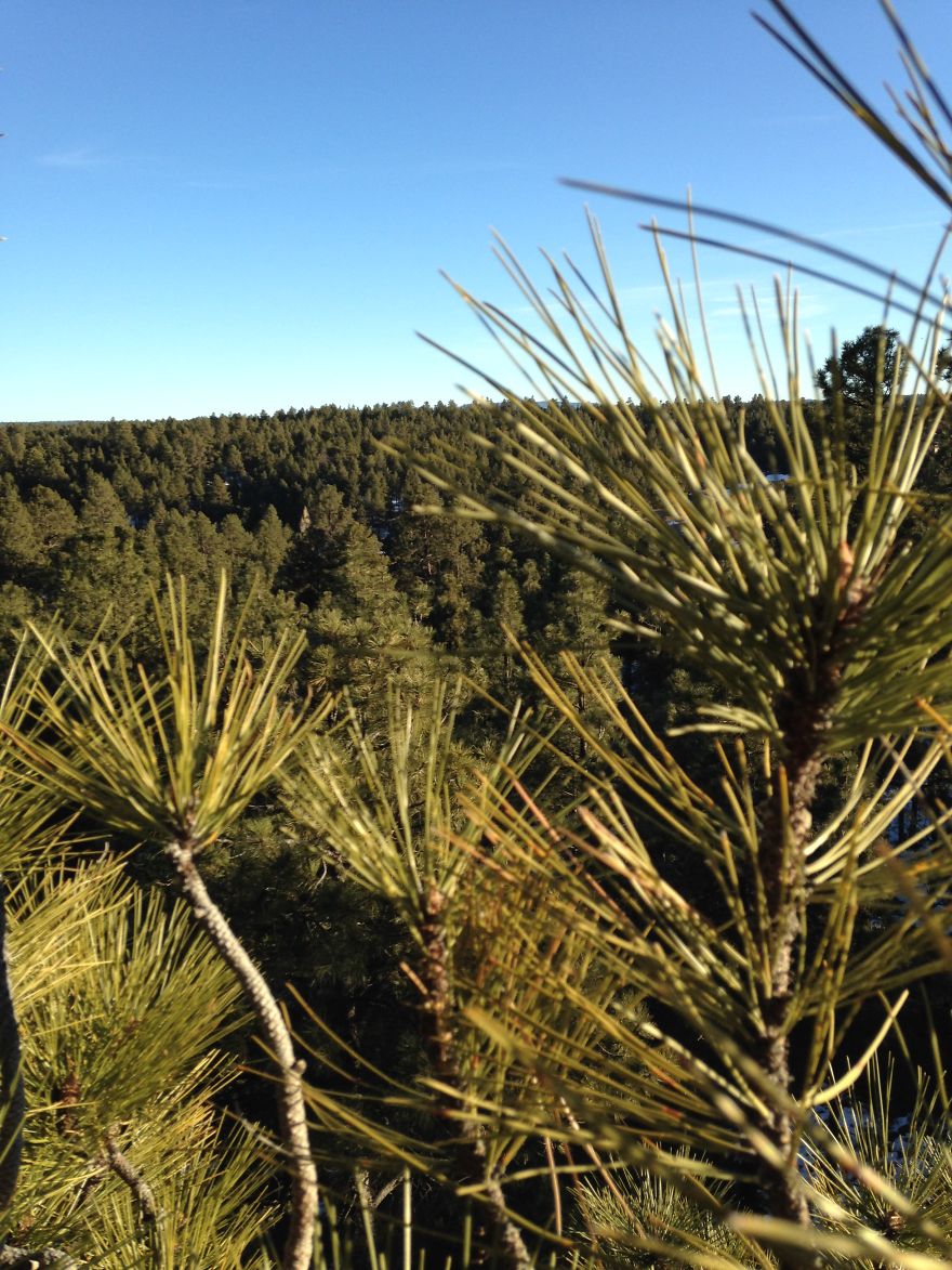 Flagstaff From Up In A Tree