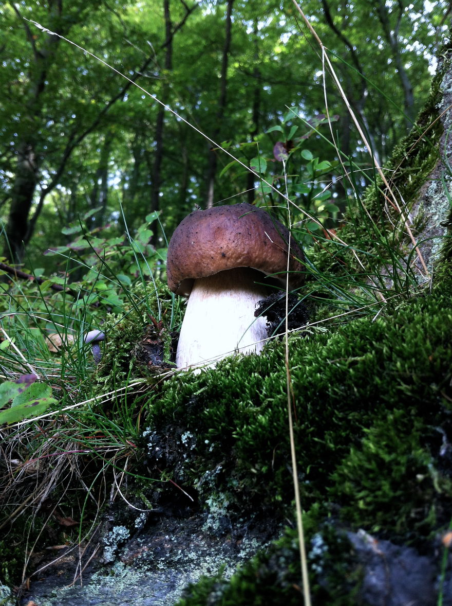 Boletus Pillingsen