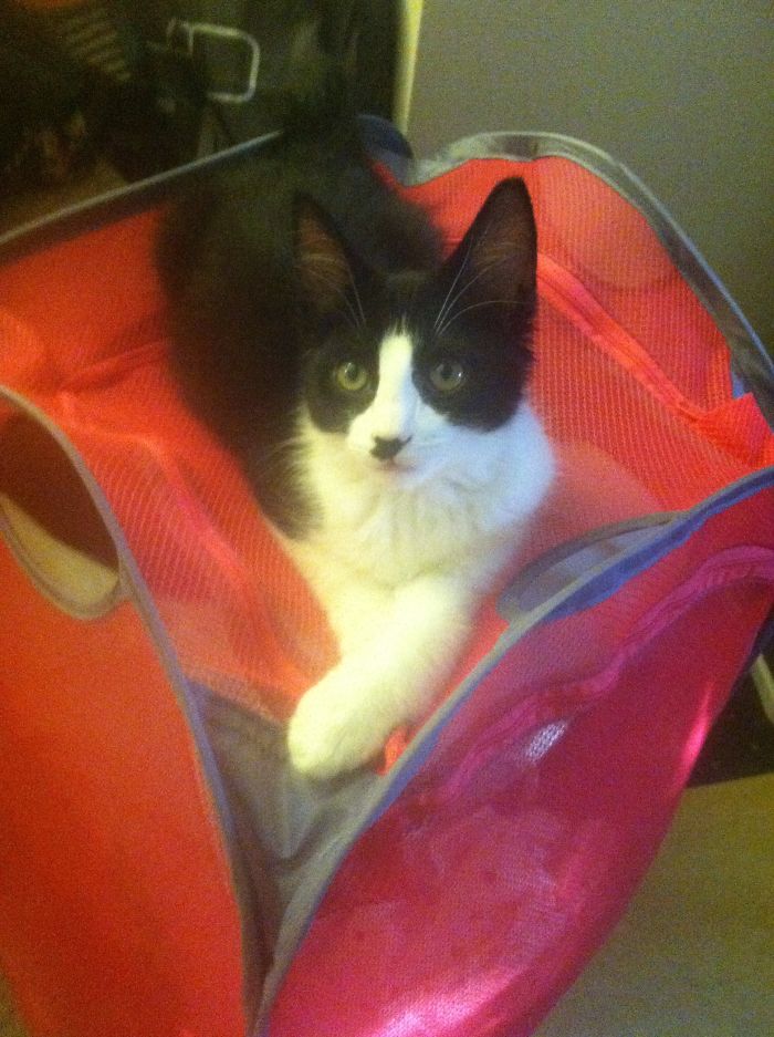 Kitler, The Kitten With A Hitler Stache!