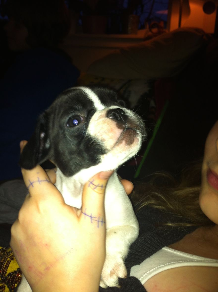 Nancy The Frenchie 7 Weeks