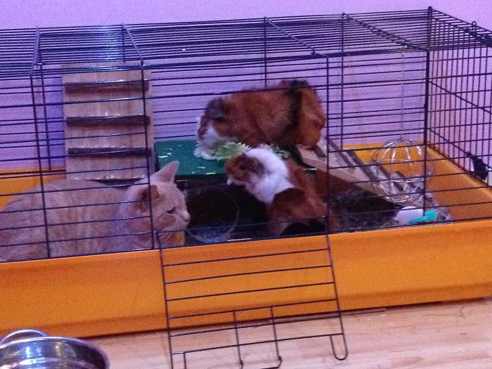 Tony The Cat With Sam And Coco The Guinea Pigs
