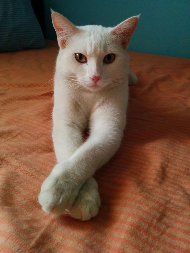 Hansel The Handsome Cat From Ig