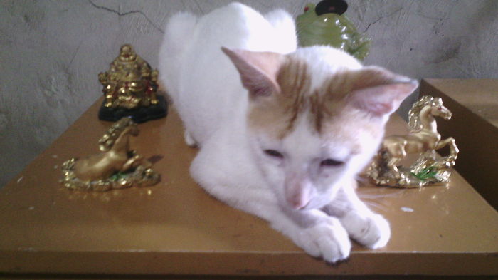 Our Cat In My Mom's Lucky Charm