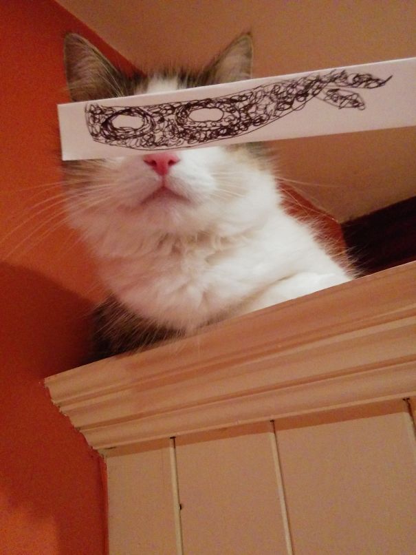 Holy Cat Anime Eyes, Batman!