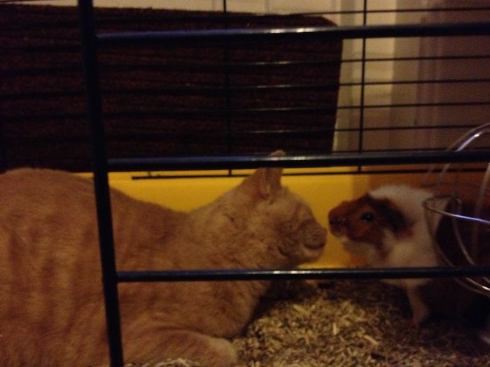 Tony The Cat And Coco The Guinea Pig