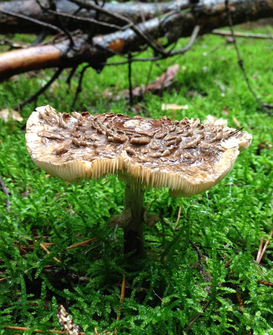 Bavarian Fungi 2
