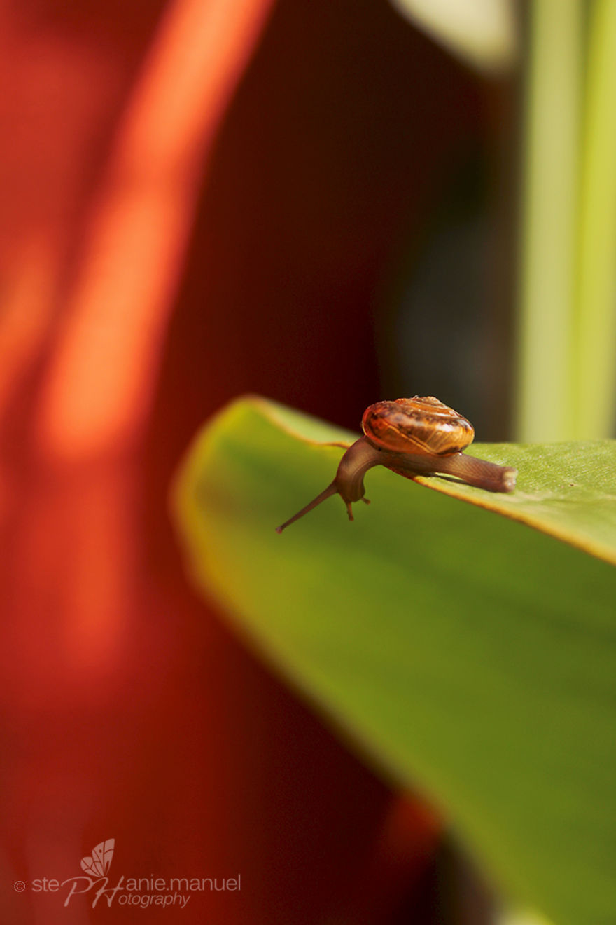The Adventurer Snail