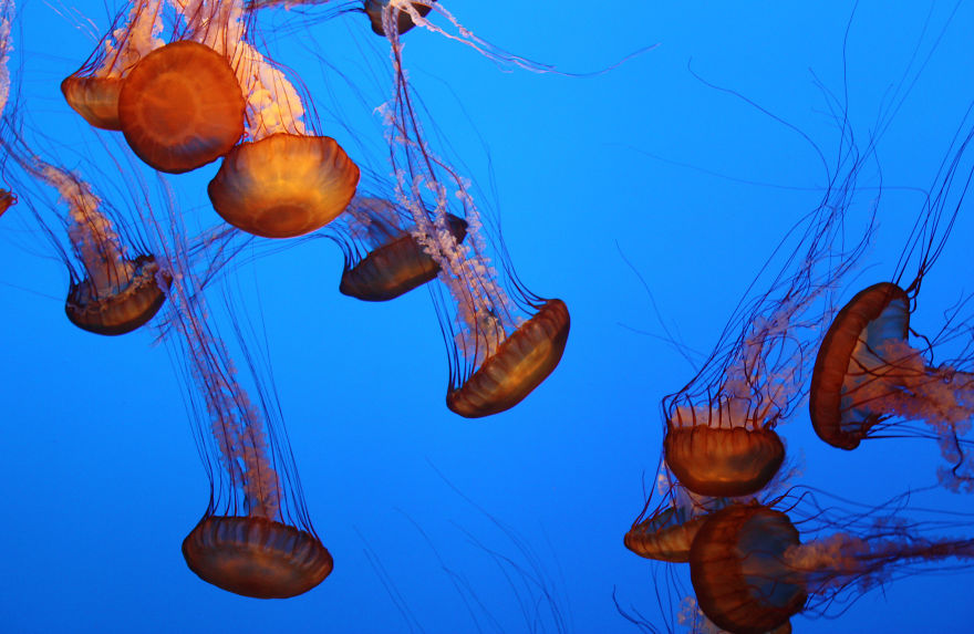 Rush Hour // Monterey Bay Aquarium