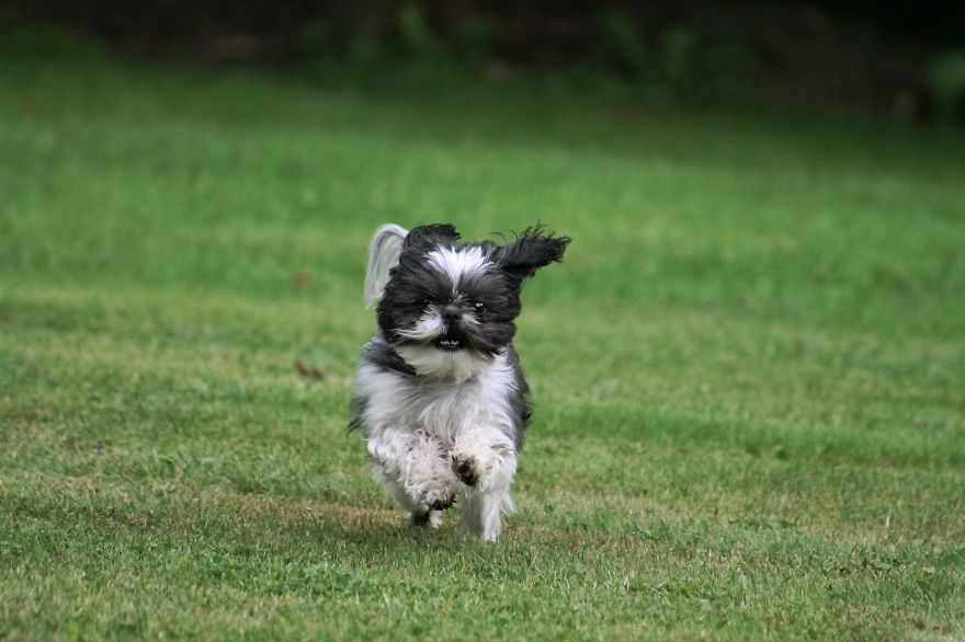 Primrose The Shihtzu