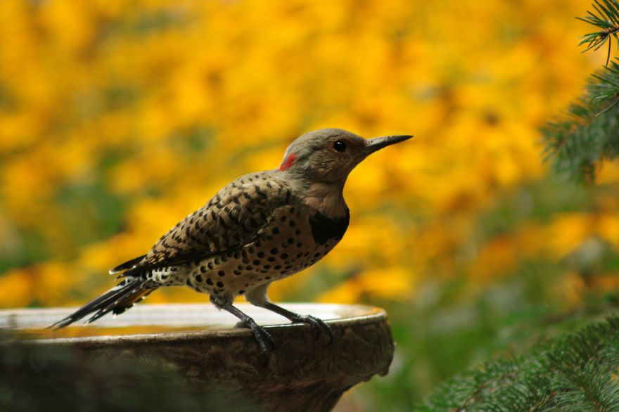 Yellow Shafted Northern Flicker