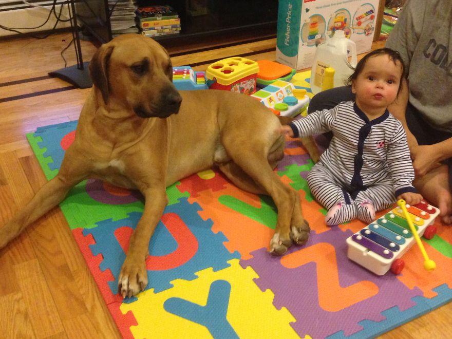 My Baby Isabella Dani And Her Brother Jax Prince Akeem The Rhodesian Ridgeback!!