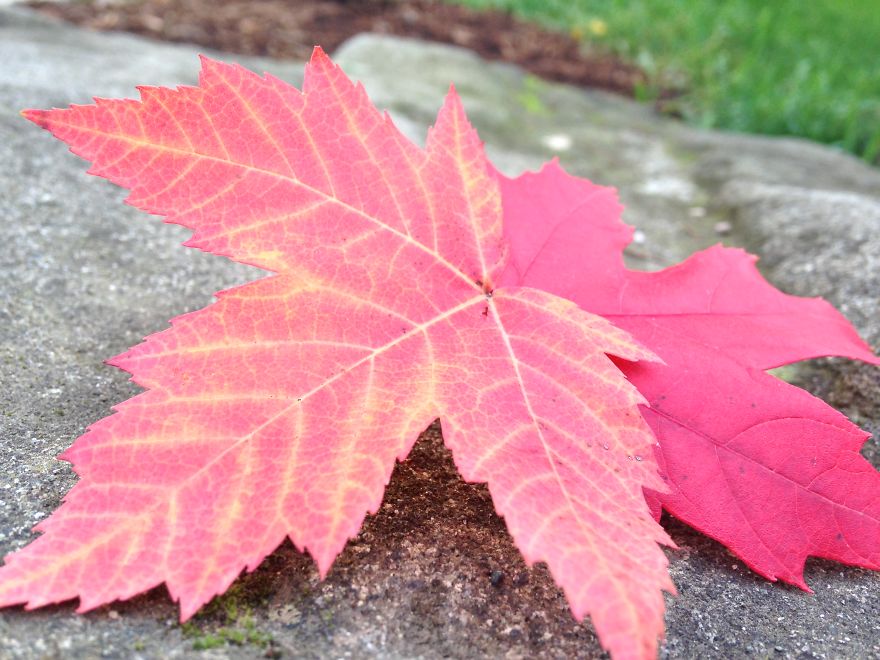 Maple Leaves In Autumn, Vancouver Canada