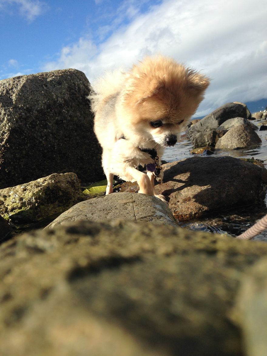 Dog On Water, Vancouver