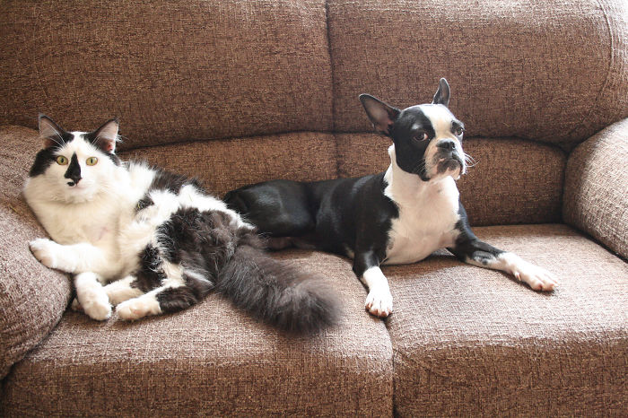 Moo And His Dog Pepper