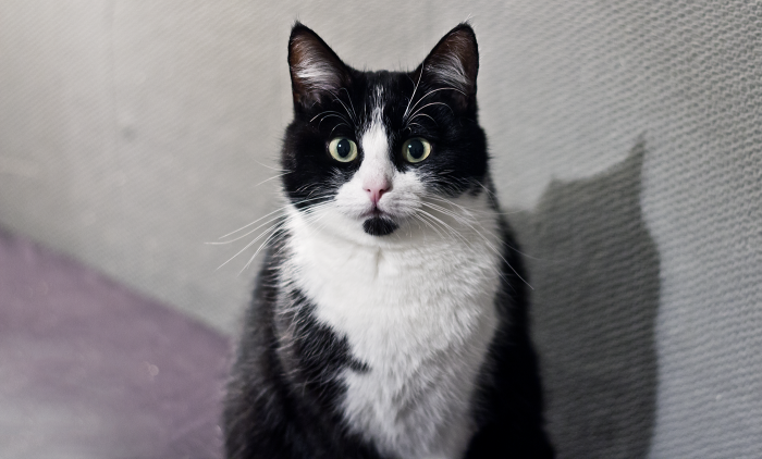 The "omg" Cat No.2 (betty)