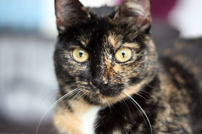 Ivy, She Fell Into A Puddle Of Gold.