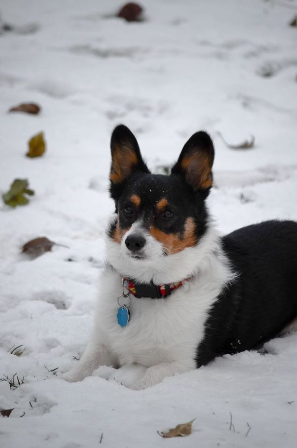 Famous Internet Corgis