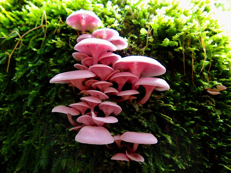 Pink Oysters! (pleurotus Djamor)