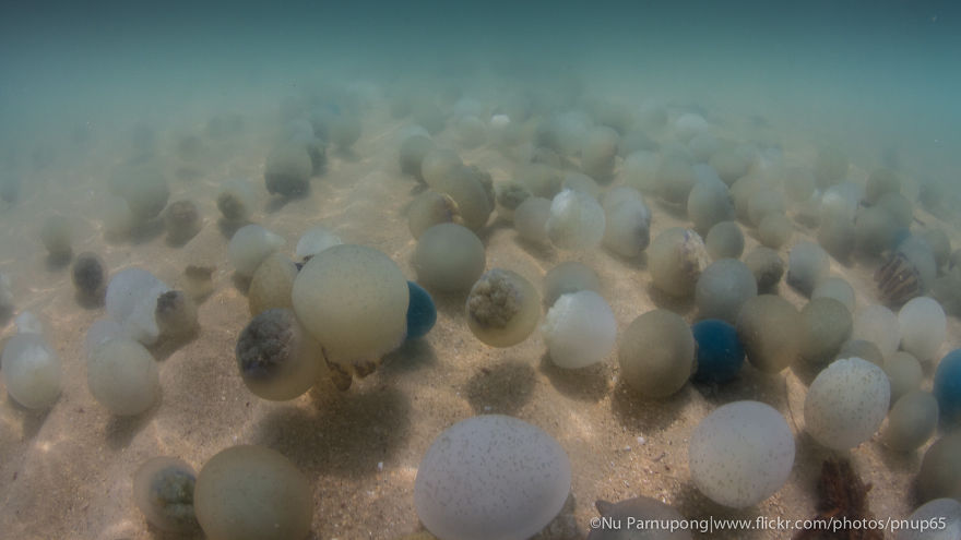 The Bed Time Story Of Jellyfish