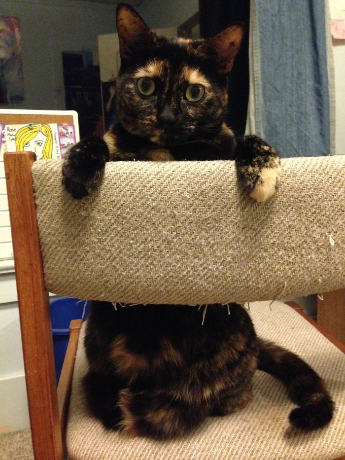 Dorothy The Startled Cat