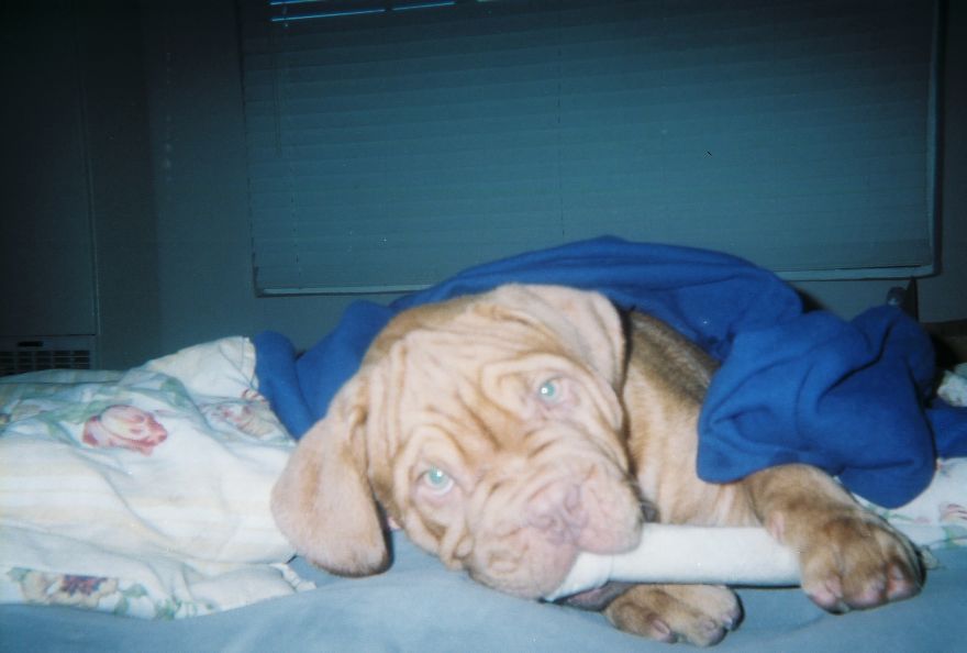 The Little Dog That Could... Lil' G ...the Wonder Dog