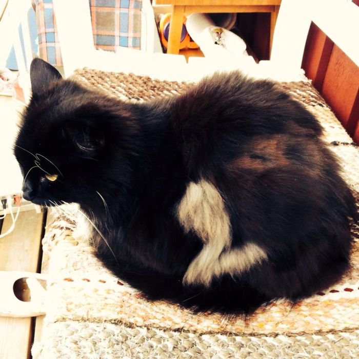 Meet Lucifer. Never Wins. :)