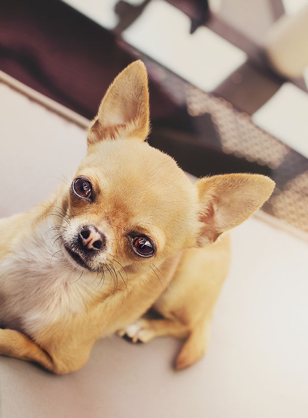 Meet Chloe: My Adorable Mini Chihuahua