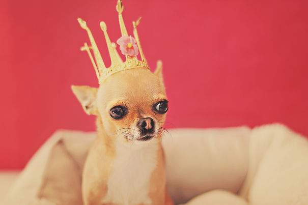 Meet Chloe: My Adorable Mini Chihuahua Meet Chloe: My Adorable Mini Chihuahua