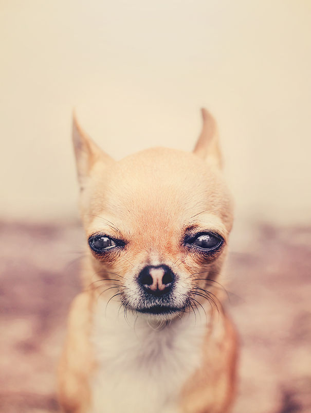 Meet Chloe: My Adorable Mini Chihuahua Meet Chloe: My Adorable Mini Chihuahua