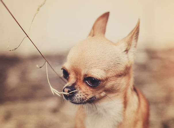 Meet Chloe: My Adorable Mini Chihuahua